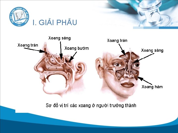 I. GIẢI PHẪU 