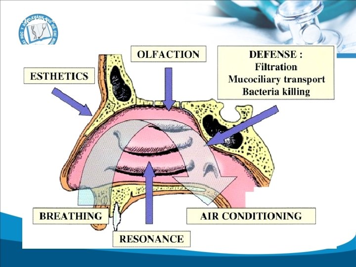 Function of Paranasal Sinuses 