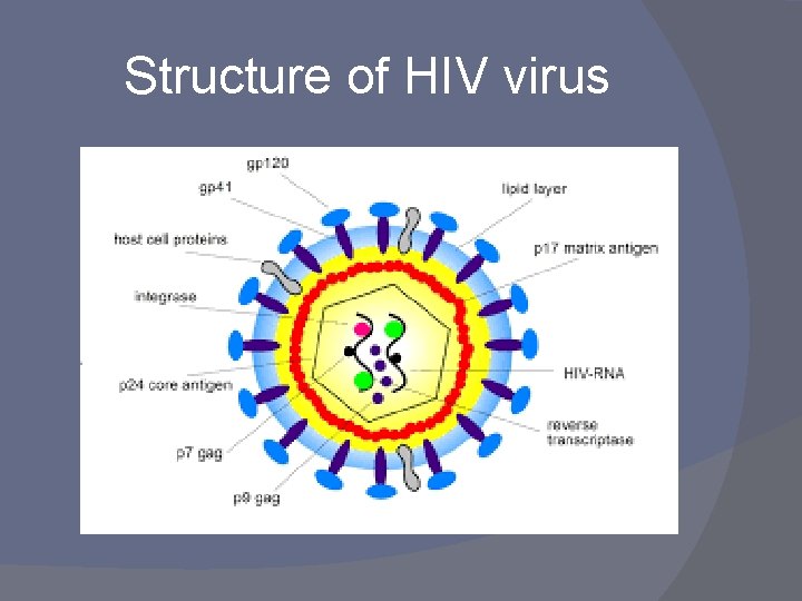 Structure of HIV virus 