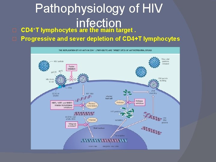 � Pathophysiology of HIV infection CD 4 T lymphocytes are the main target. �