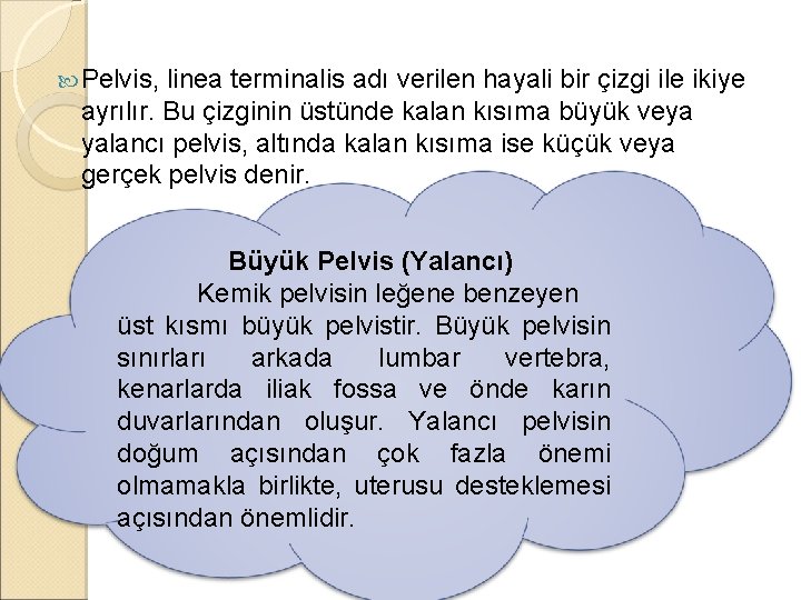  Pelvis, linea terminalis adı verilen hayali bir çizgi ile ikiye ayrılır. Bu çizginin