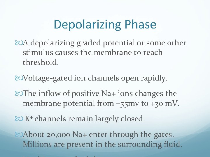 Depolarizing Phase A depolarizing graded potential or some other stimulus causes the membrane to