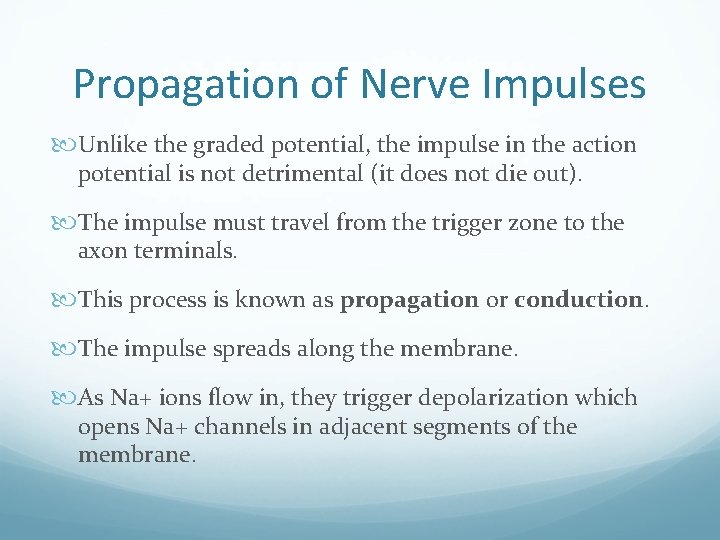 Propagation of Nerve Impulses Unlike the graded potential, the impulse in the action potential