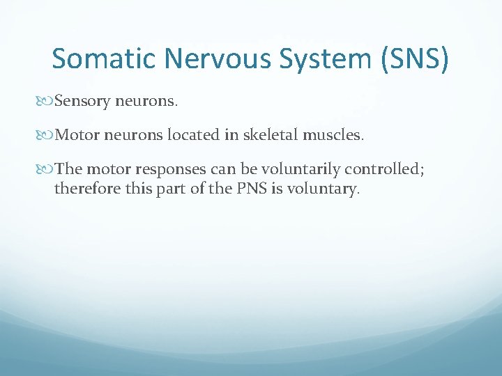 Somatic Nervous System (SNS) Sensory neurons. Motor neurons located in skeletal muscles. The motor