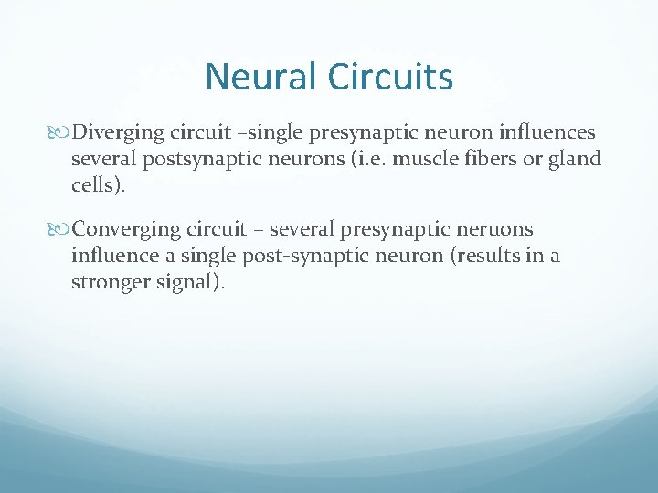 Neural Circuits Diverging circuit –single presynaptic neuron influences several postsynaptic neurons (i. e. muscle