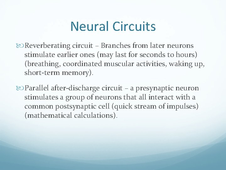 Neural Circuits Reverberating circuit – Branches from later neurons stimulate earlier ones (may last
