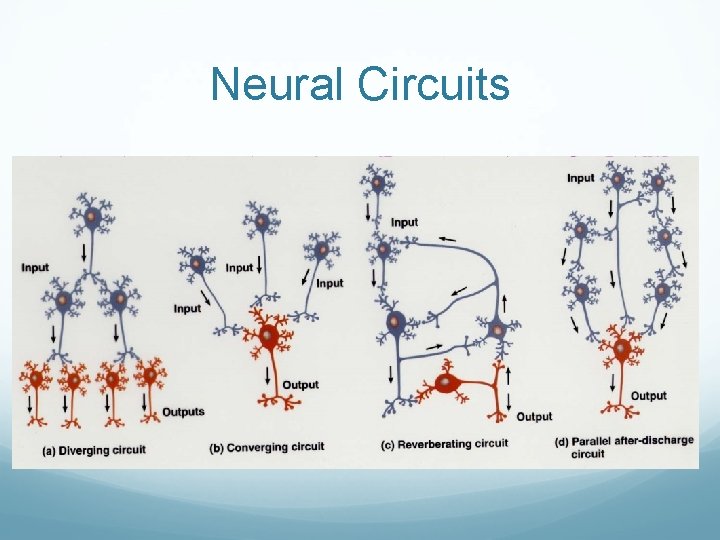 Neural Circuits 