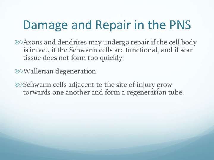 Damage and Repair in the PNS Axons and dendrites may undergo repair if the