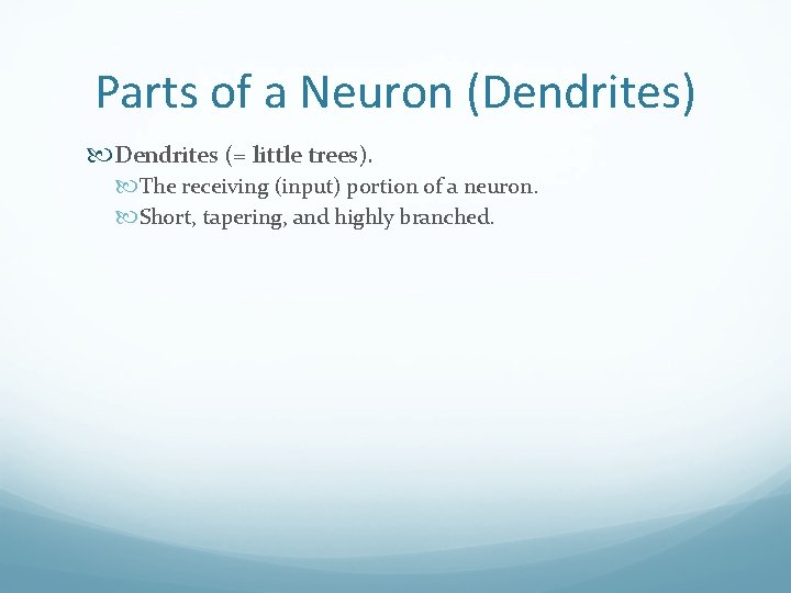 Parts of a Neuron (Dendrites) Dendrites (= little trees). The receiving (input) portion of