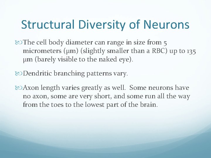 Structural Diversity of Neurons The cell body diameter can range in size from 5