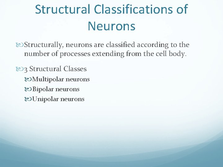 Structural Classifications of Neurons Structurally, neurons are classified according to the number of processes