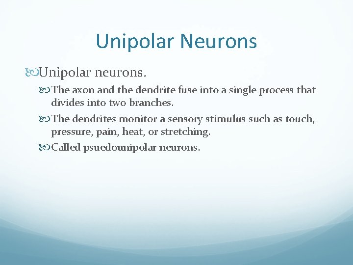 Unipolar Neurons Unipolar neurons. The axon and the dendrite fuse into a single process