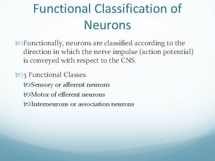 Functional Classification of Neurons Functionally, neurons are classified according to the direction in which