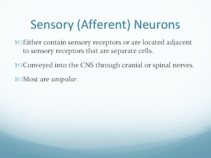 Sensory (Afferent) Neurons Either contain sensory receptors or are located adjacent to sensory receptors