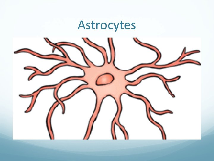 Astrocytes 