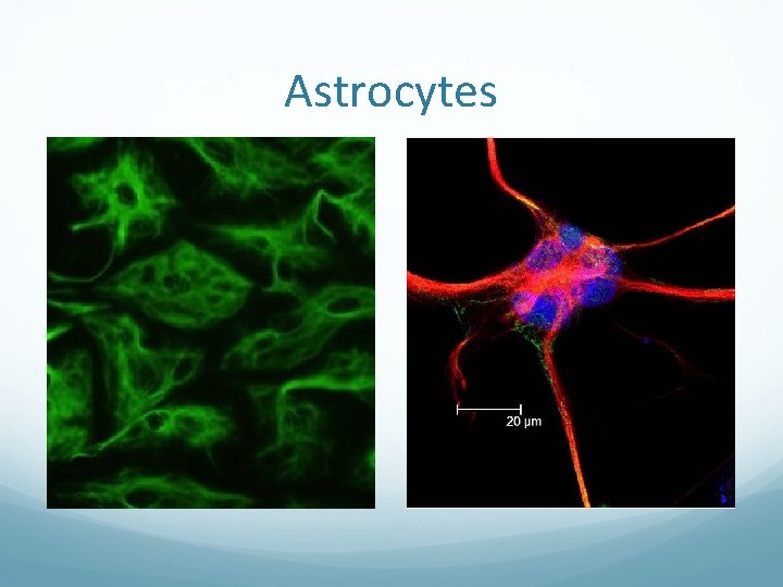 Astrocytes 