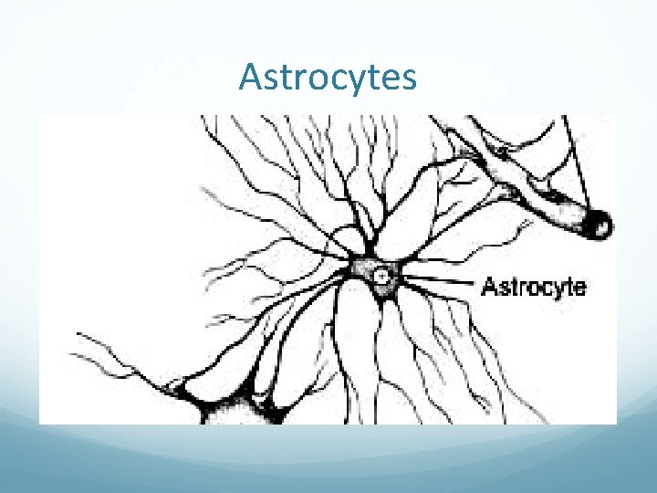 Astrocytes 