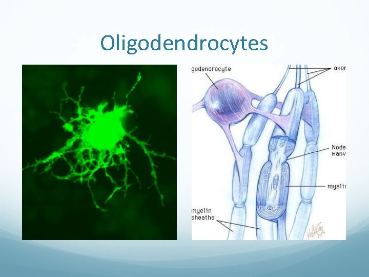 Oligodendrocytes 