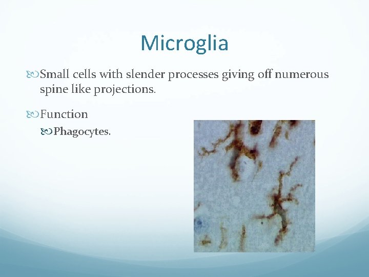Microglia Small cells with slender processes giving off numerous spine like projections. Function Phagocytes.