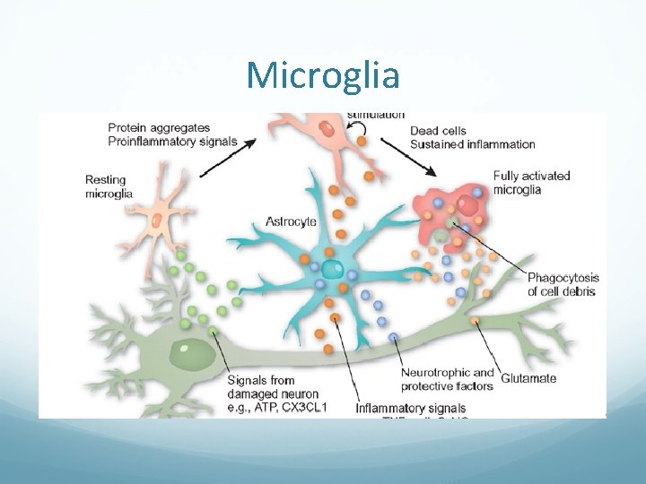 Microglia 