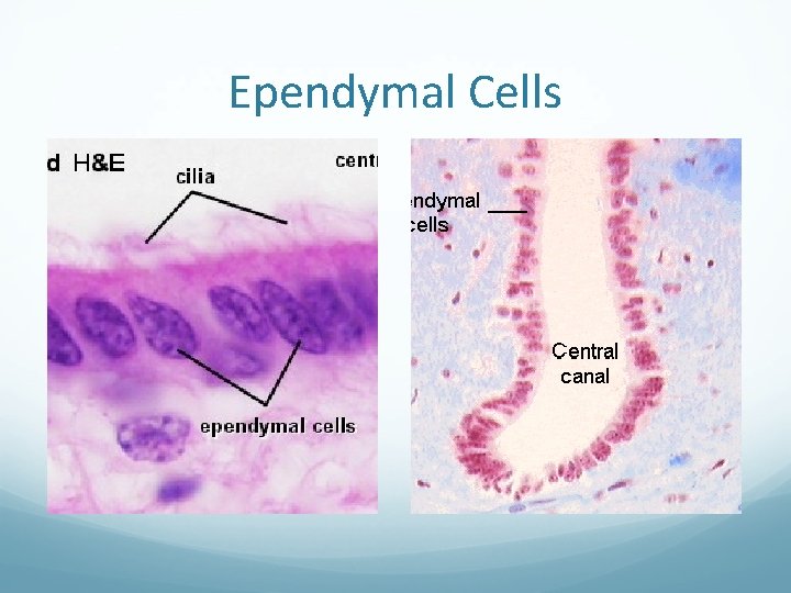 Ependymal Cells 