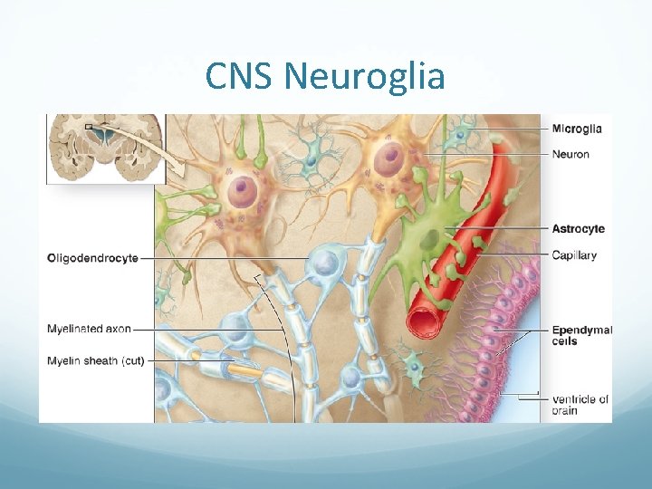 CNS Neuroglia 