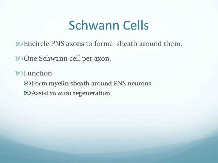 Schwann Cells Encircle PNS axons to forma sheath around them. One Schwann cell per