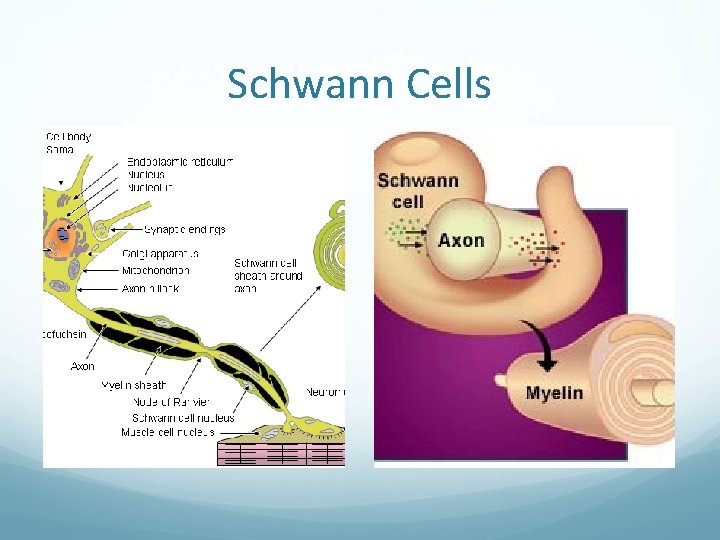 Schwann Cells 