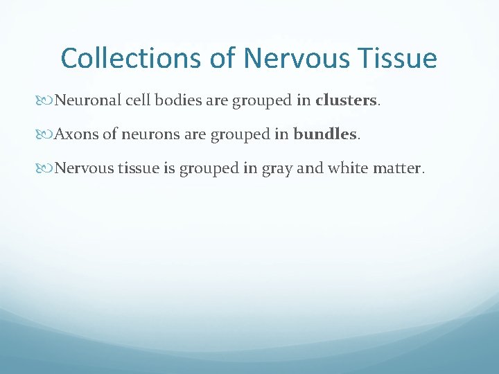 Collections of Nervous Tissue Neuronal cell bodies are grouped in clusters. Axons of neurons