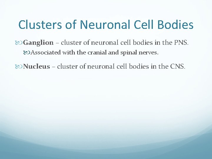 Clusters of Neuronal Cell Bodies Ganglion – cluster of neuronal cell bodies in the