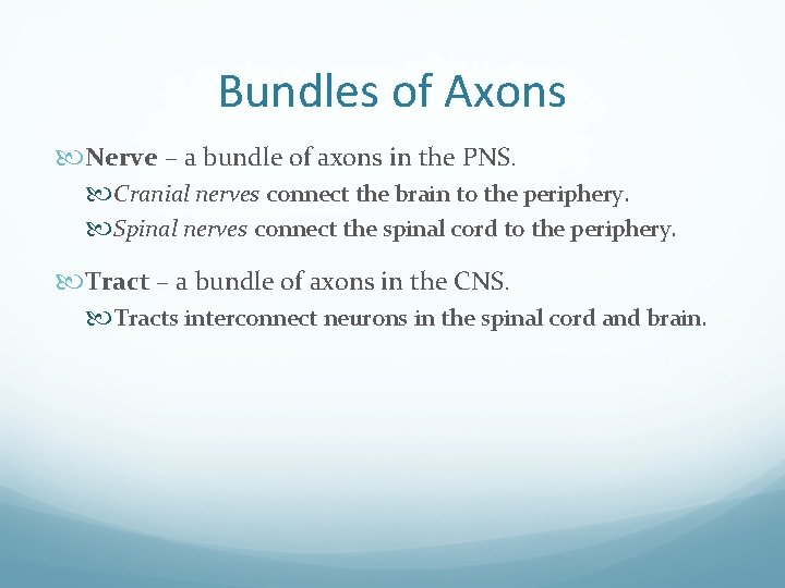 Bundles of Axons Nerve – a bundle of axons in the PNS. Cranial nerves