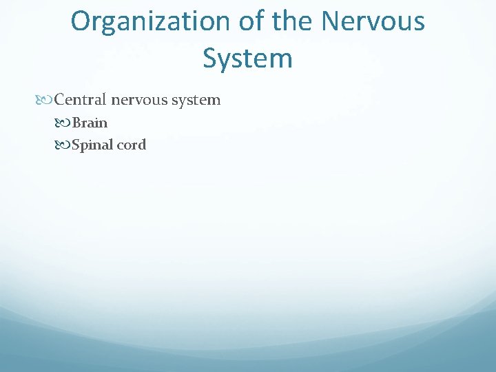 Organization of the Nervous System Central nervous system Brain Spinal cord 