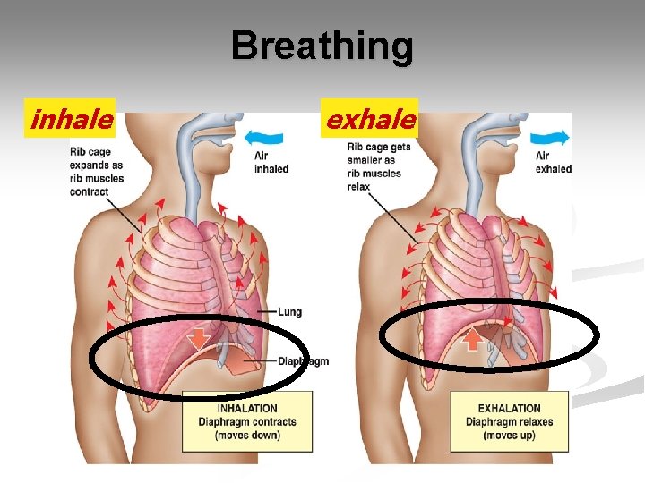 Breathing inhale exhale 