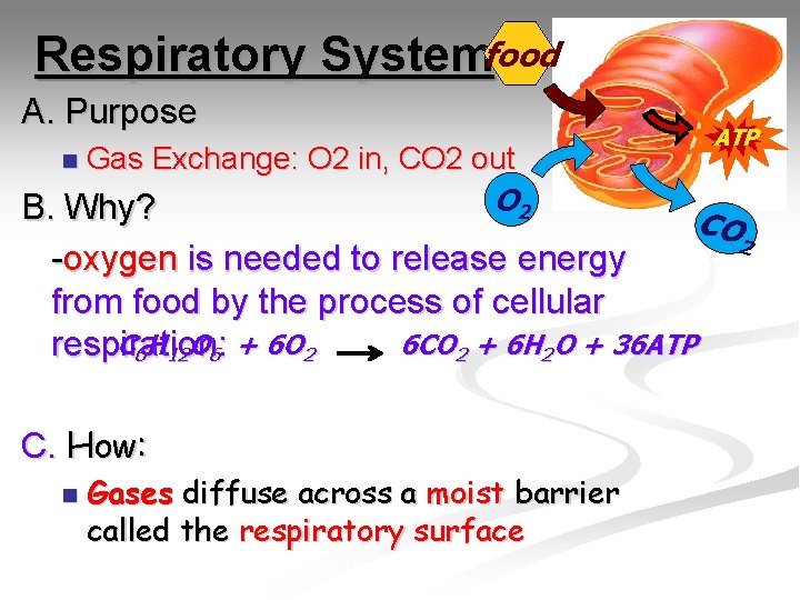 Respiratory Systemfood A. Purpose n Gas Exchange: O 2 in, CO 2 out ATP