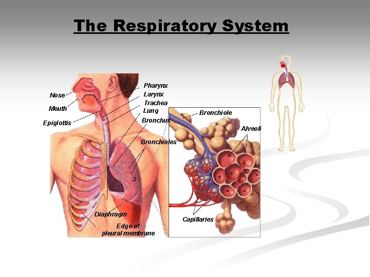 The Respiratory System Mouth Pharynx Larynx Trachea Lung Epiglottis Bronchus Nose Bronchiole Alveoli Bronchioles