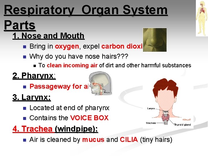 Respiratory Organ System Parts 1. Nose and Mouth n n Bring in oxygen, expel