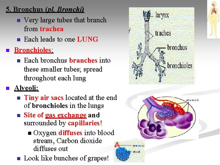 5. Bronchus (pl. Bronchi) n Very large tubes that branch from trachea n Each