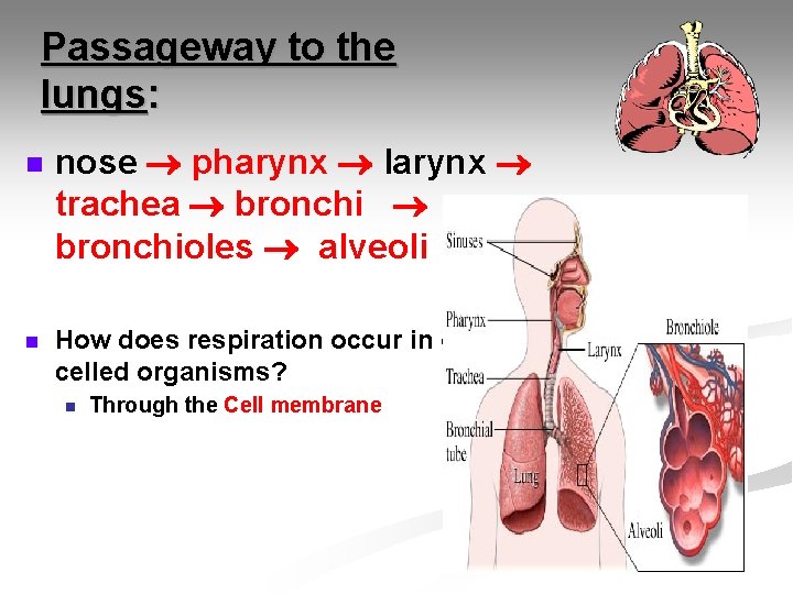 Passageway to the lungs: n n nose pharynx larynx trachea bronchioles alveoli How does