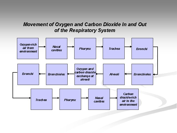 Movement of Oxygen and Carbon Dioxide In and Out of the Respiratory System Oxygen-rich