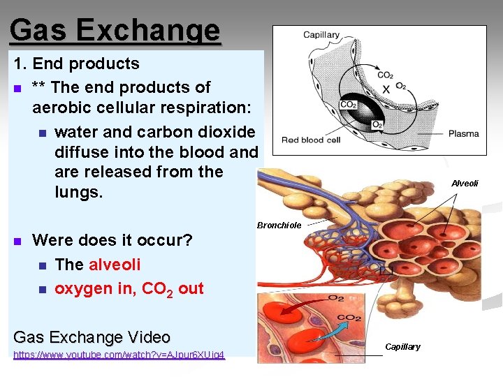 Gas Exchange 1. End products n ** The end products of aerobic cellular respiration: