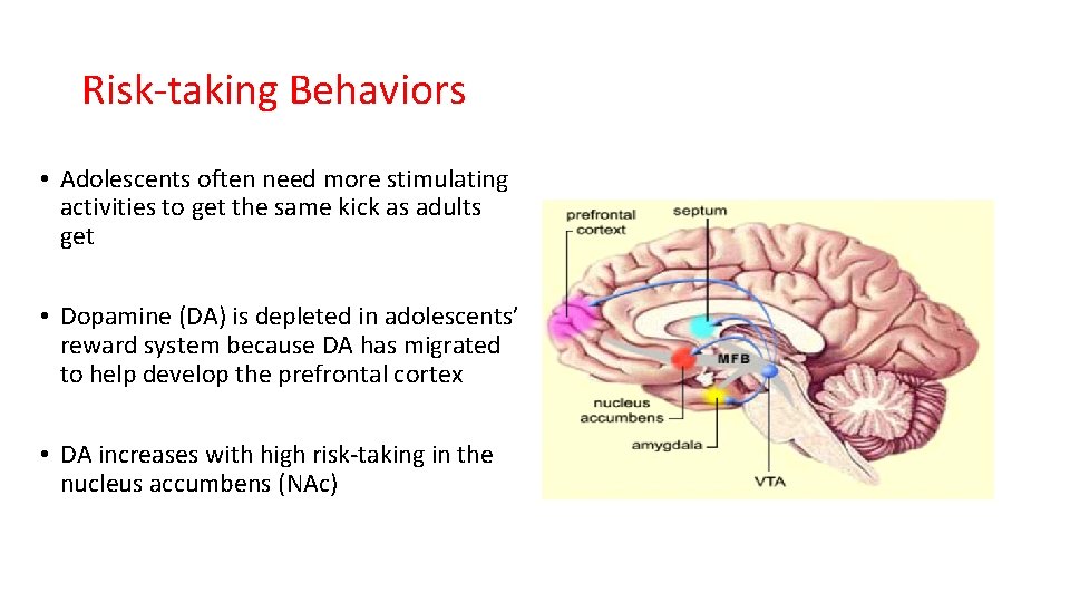 Risk-taking Behaviors • Adolescents often need more stimulating activities to get the same kick