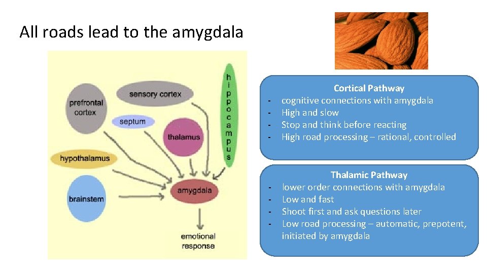 All roads lead to the amygdala - - Cortical Pathway cognitive connections with amygdala
