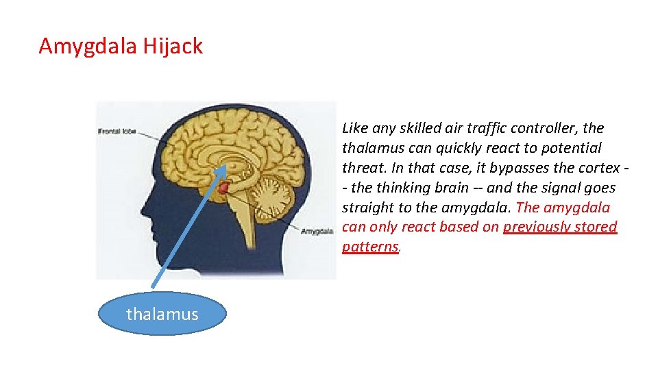 Amygdala Hijack Like any skilled air traffic controller, the thalamus can quickly react to