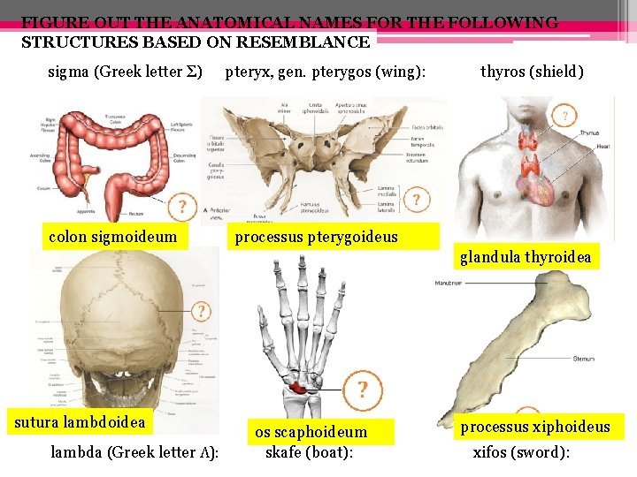 FIGURE OUT THE ANATOMICAL NAMES FOR THE FOLLOWING STRUCTURES BASED ON RESEMBLANCE sigma (Greek