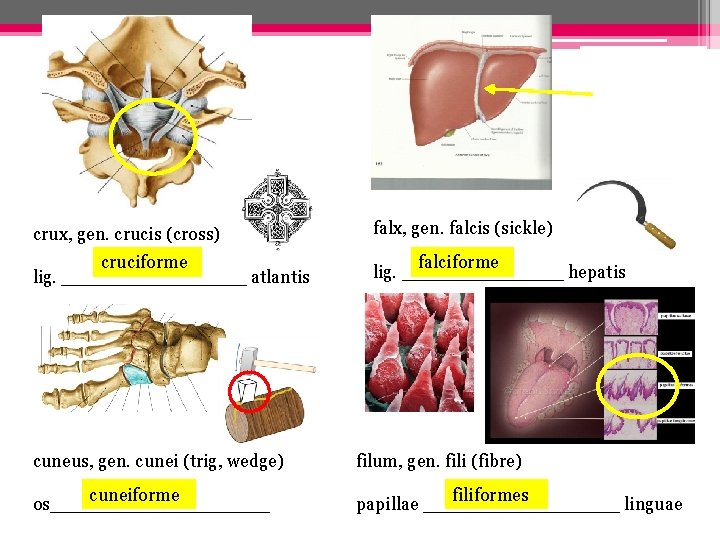 crux, gen. crucis (cross) falx, gen. falcis (sickle) cruciforme lig. ________ atlantis falciforme lig.