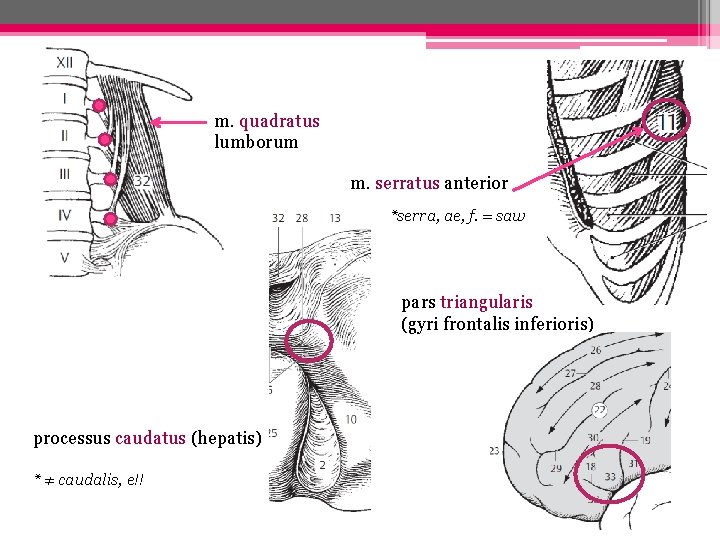 m. quadratus lumborum m. serratus anterior *serra, ae, f. = saw pars triangularis (gyri