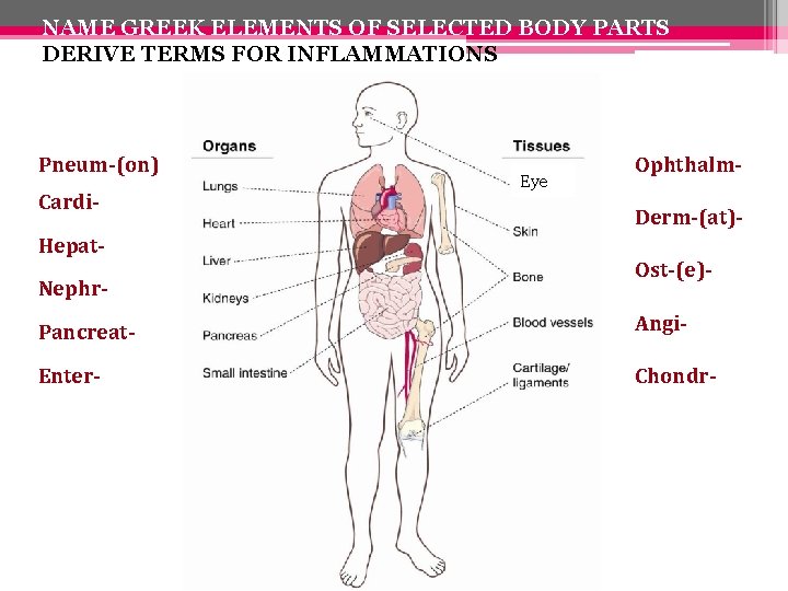 NAME GREEK ELEMENTS OF SELECTED BODY PARTS DERIVE TERMS FOR INFLAMMATIONS Pneum-(on) Cardi. Hepat.