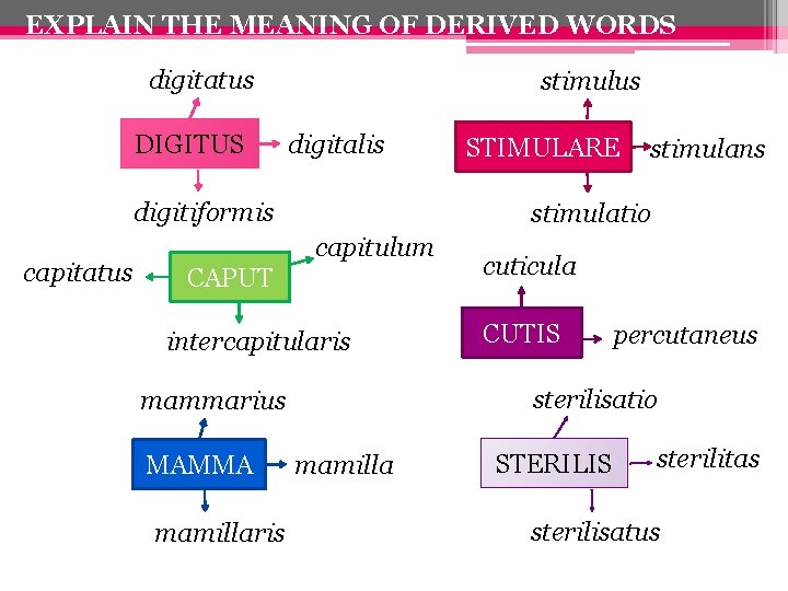 EXPLAIN THE MEANING OF DERIVED WORDS digitatus DIGITUS stimulus digitalis digitiformis capitatus CAPUT intercapitularis