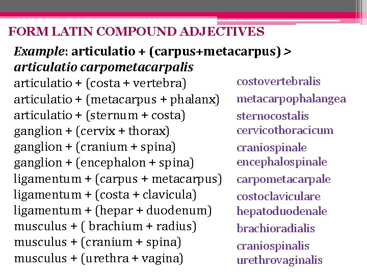 FORM LATIN COMPOUND ADJECTIVES Example: articulatio + (carpus+metacarpus) > articulatio carpometacarpalis costovertebralis articulatio +