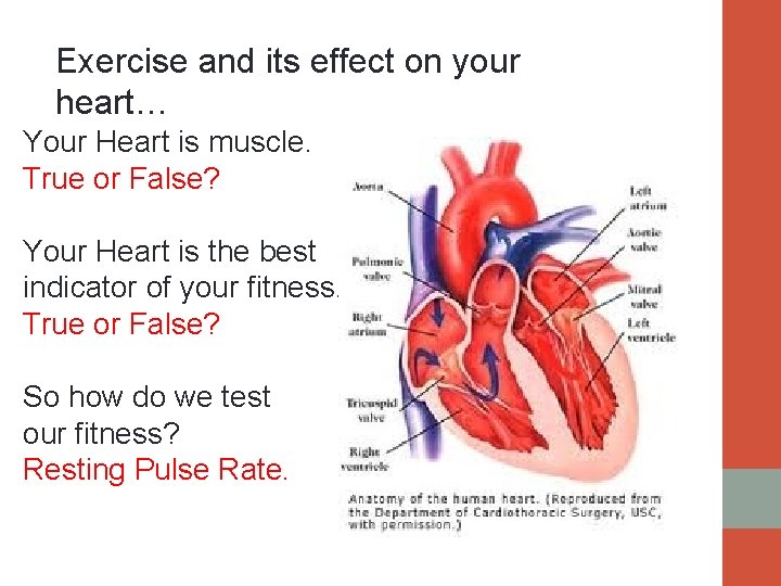 Exercise and its effect on your heart… Your Heart is muscle. True or False?